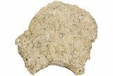 Fossil Clam (Inocerasmus) Shell - Smoky Hill Chalk, Kansas #197344-2